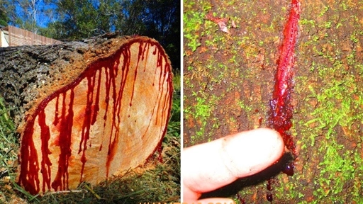 Nhựa-cây-cõ-màu-đỏ-tươi-như-máu-nên-gọi-là-huyết-rồng