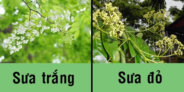 Sự-khác-nhau-về-hoa-sưa-trắng-và-sưa-đỏ