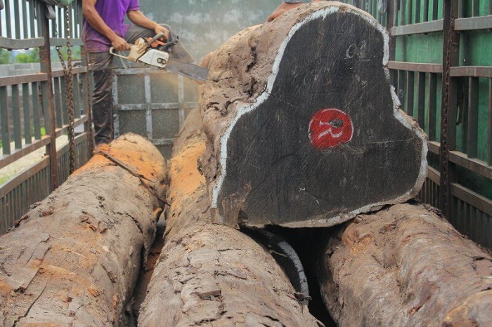 Giá gỗ cẩm lai phụ thuộc vào tuổi thọ và đường kính thân gỗ
