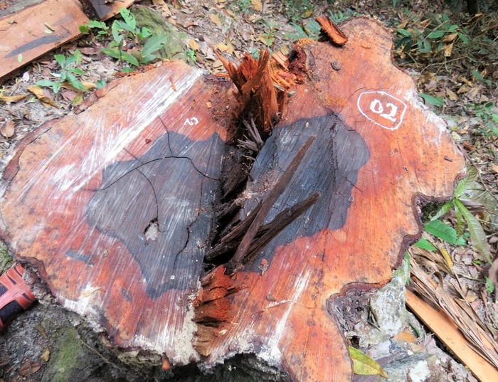 Cây gỗ mun bị khai thác nhiều, bừa bãi nên có nguy cơ tuyệt chủng