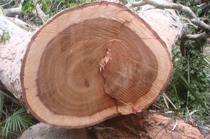 Cây gỗ xoan đào thuộc dòng gỗ lớn