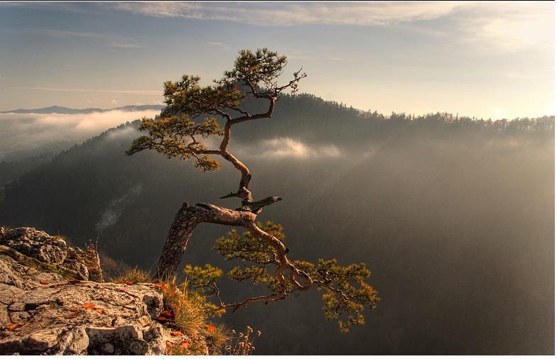 Hình ảnh cây Tùng trên cách núi cao